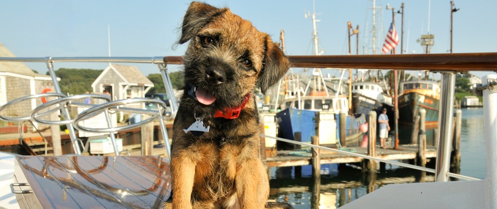 Picture of: An Insider’s Guide to Dog-Friendly Martha’s Vineyard – Tradewind