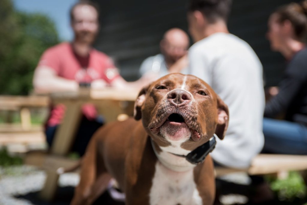 Picture of: Dog-friendly breweries in the Hudson Valley