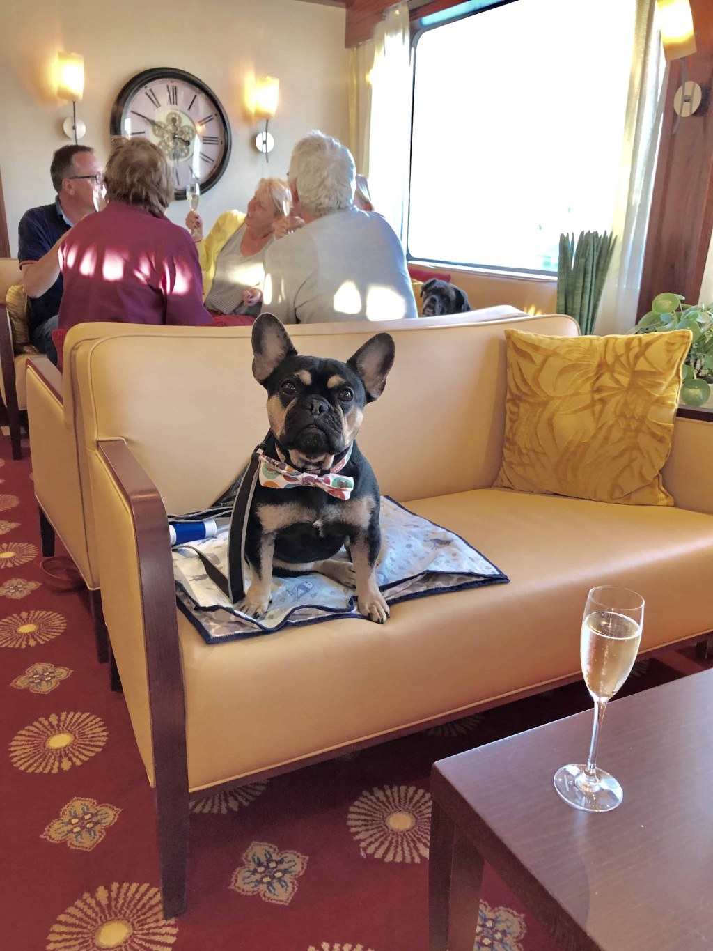 Picture of: Dog-Friendly European River Cruises You Should Know