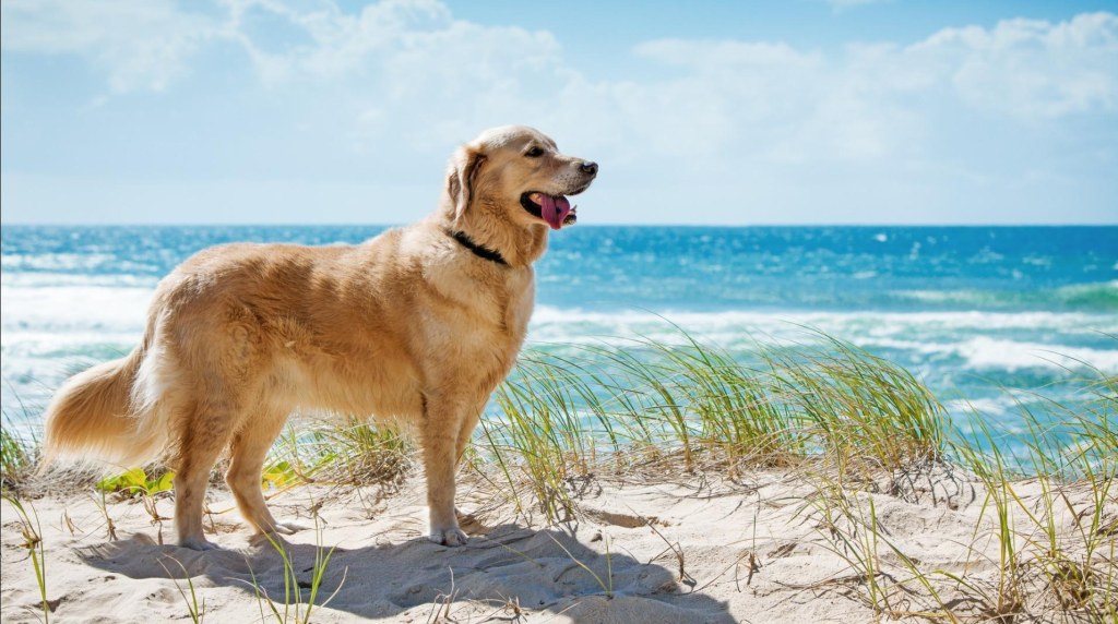 Picture of: Dog Friendly Rentals  Charleston Coast  Carolina One Vacation