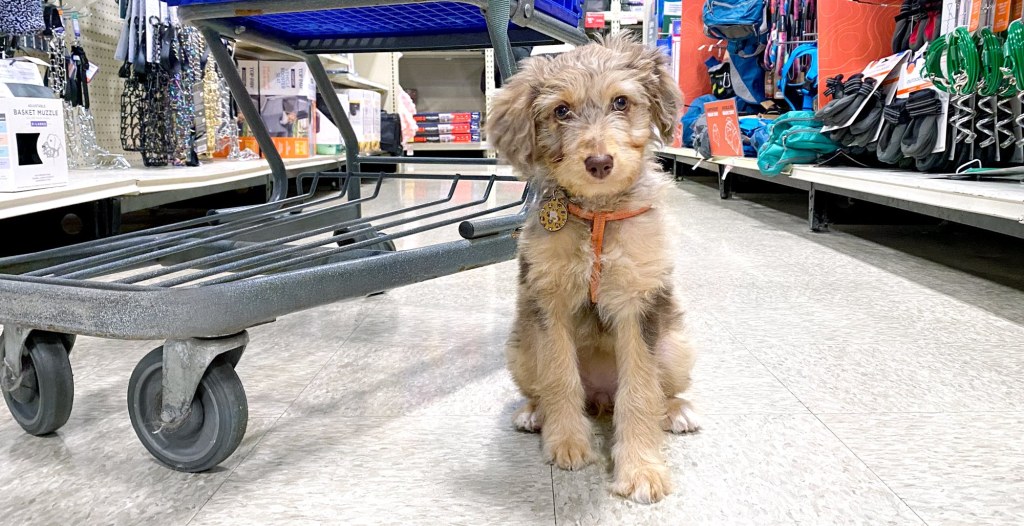 Picture of: Dog-Friendly Stores Across the U.S