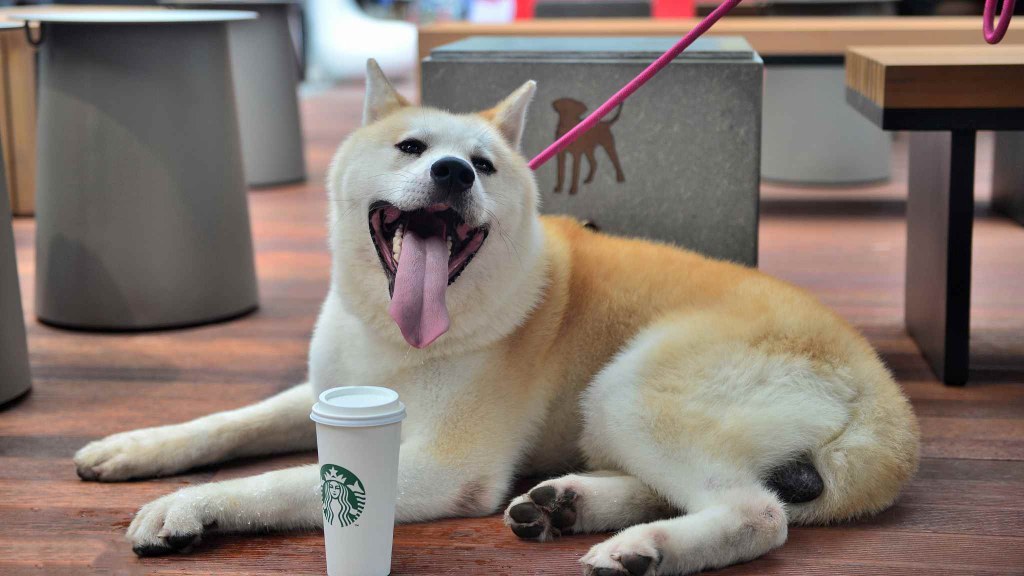 Picture of: First pet-friendly Starbucks coffee opens in Tianjin City, China