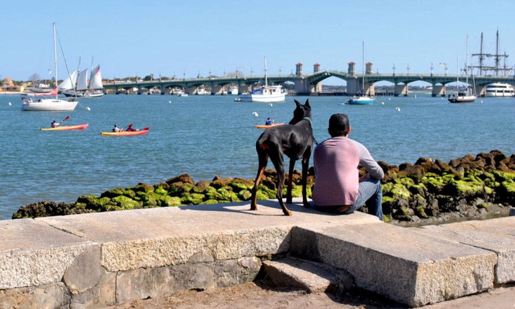 Picture of: How Pet-Friendly is St. Augustine?  Visit St