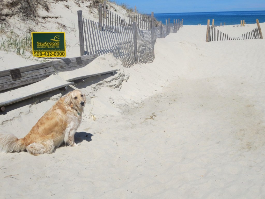 Picture of: Memorable Cape Cod Pet Friendly Vacation Rentals & Properties  NEVR