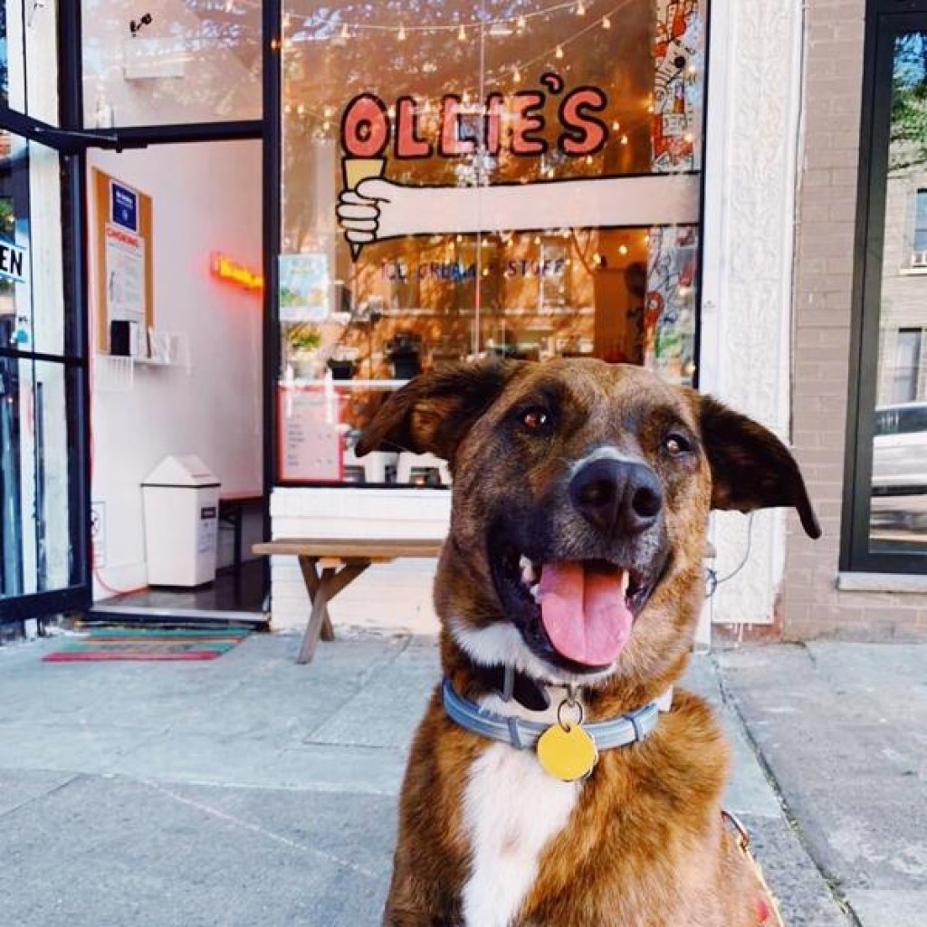 Picture of: Ollie’s Ice Cream & Stuff Is Pet Friendly