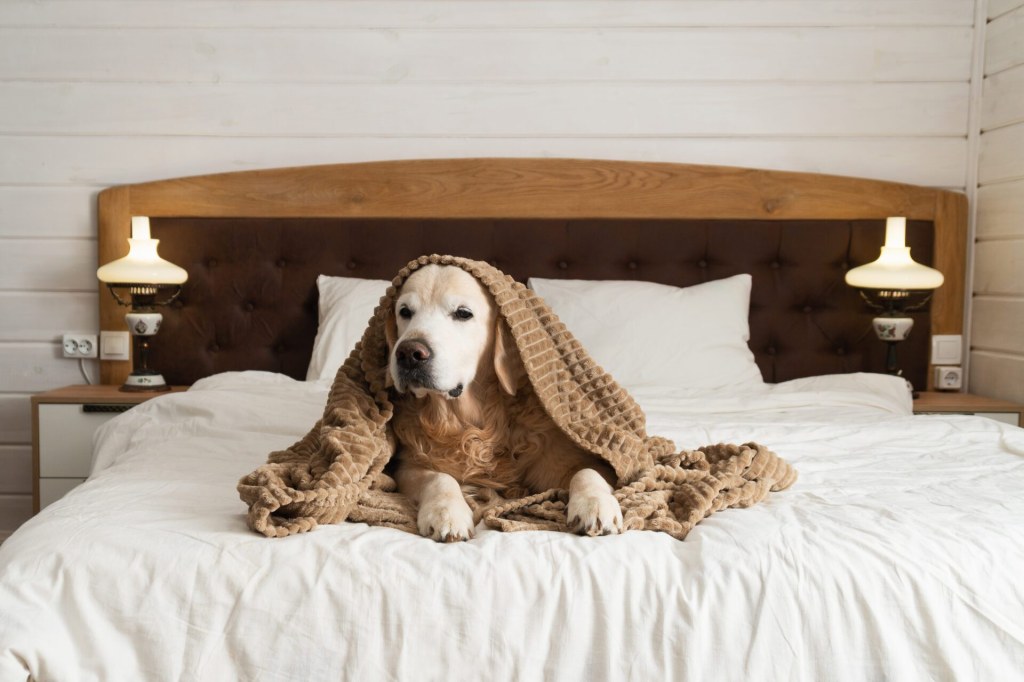 Picture of: Paw-some Dog-Friendly Hotels in Franklin & Williamson County