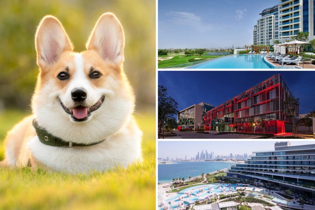 Picture of: perfectly pet-friendly hotels in the UAE  Time Out Dubai