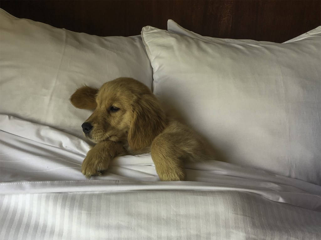 Picture of: Pet-Friendly Hotels in Orlando  Dog-Friendly Places to Stay