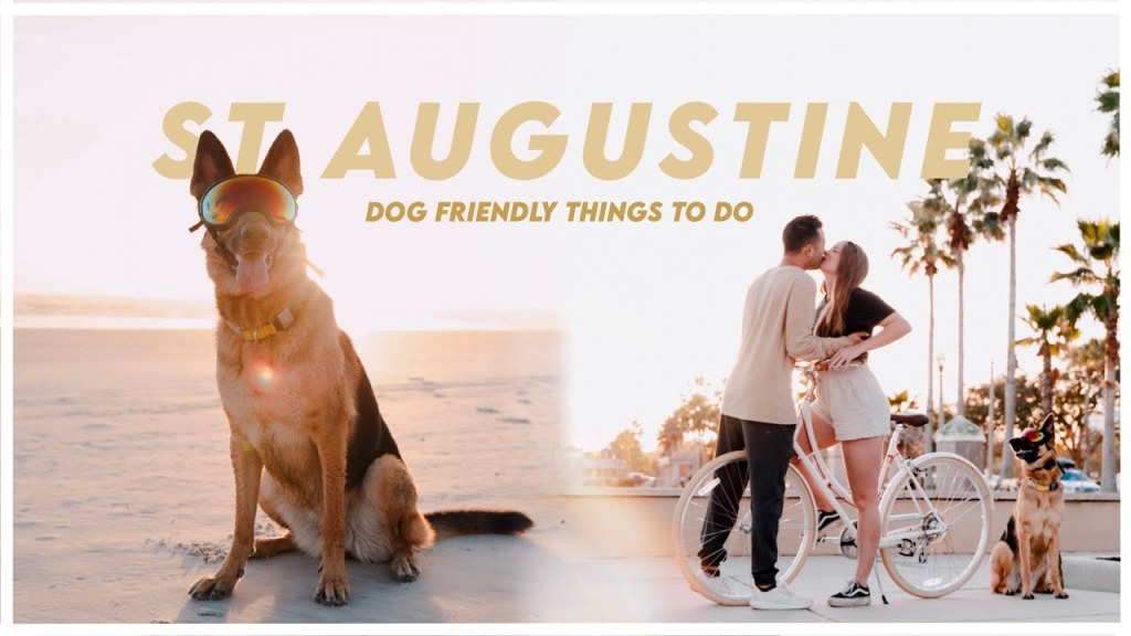 Picture of: St Augustine Vlog  Dog Friendly Things to Do in St Augustine, FL  Day  Trip to St Augustine