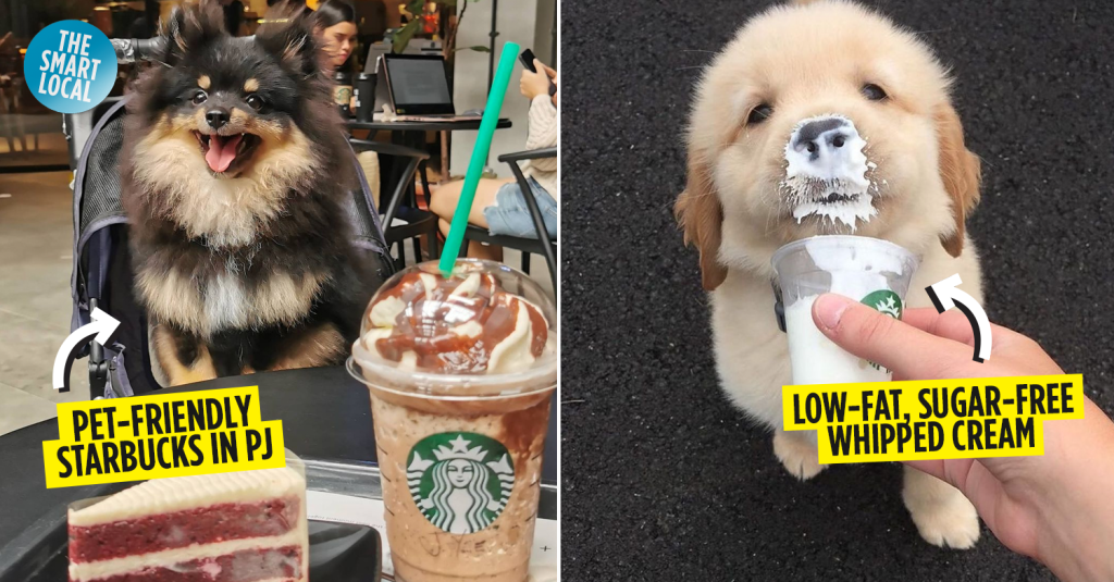 Picture of: Starbucks Jaya One Has “Puppuccino” For Coffee Dates With Your Furkids
