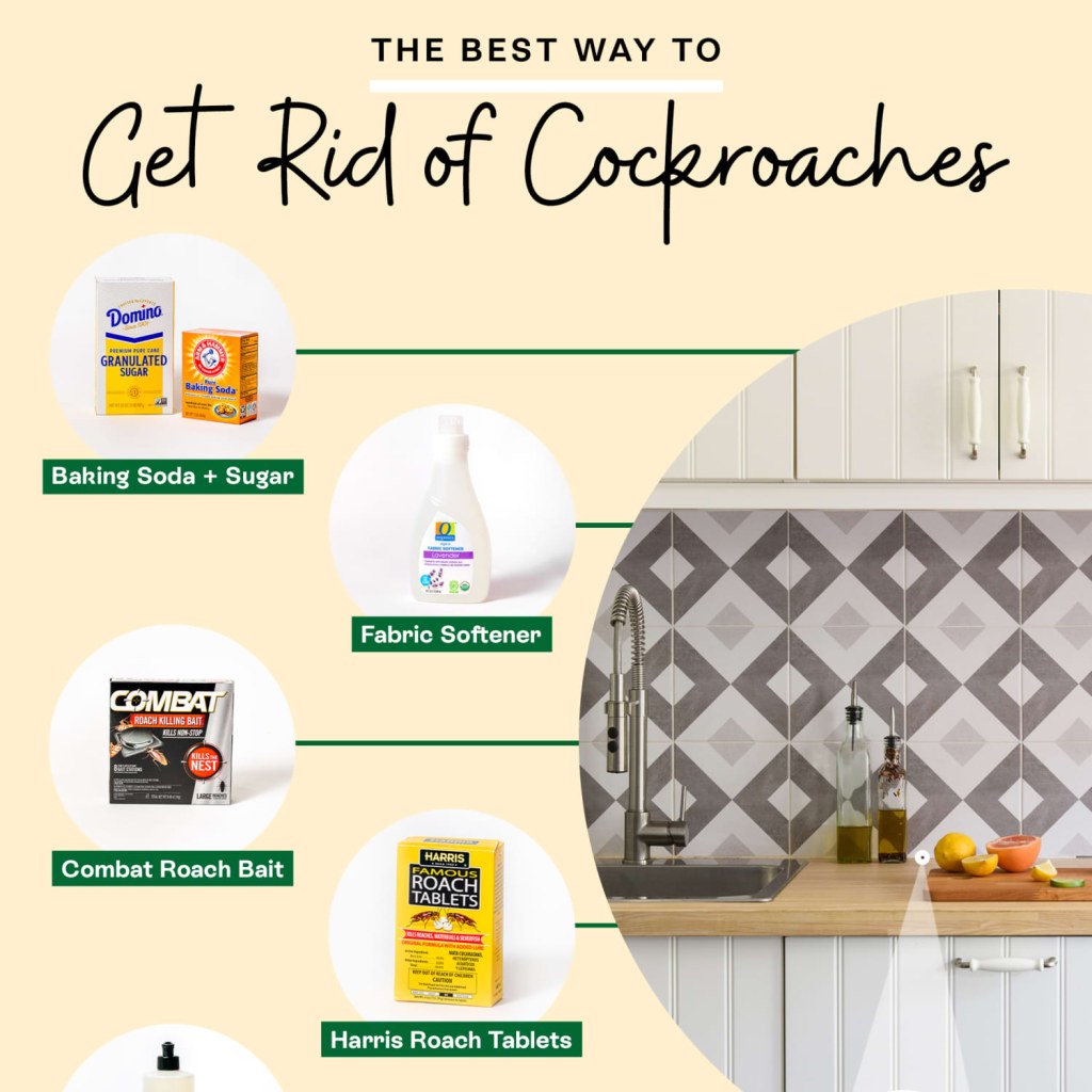Picture of: The Best Ways to Get Rid of Cockroaches, According to a Bug Expert
