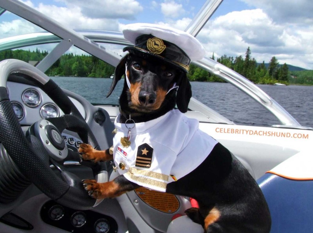 Picture of: Top  Dog Friendly Cruises For Your Next Holiday